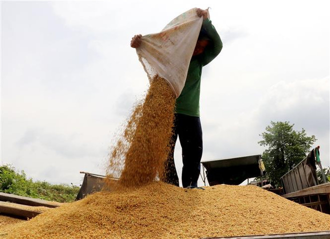 Nông dân Cần Thơ được mùa, trúng giá vụ lúa Đông Xuân 2022-2023 ảnh 3