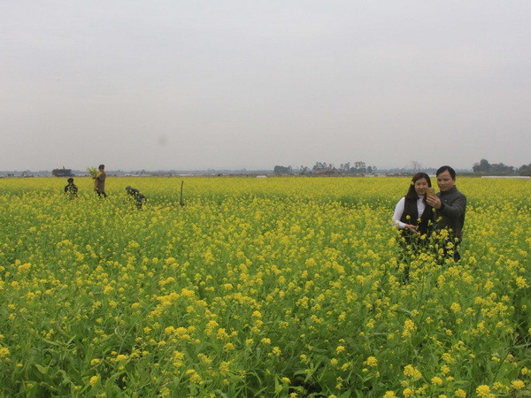 Cánh đồng hoa cải vàng rực thu hút đông du khách tới Thanh Hóa ảnh 1