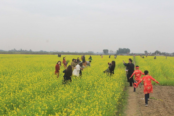 Cánh đồng hoa cải vàng rực thu hút đông du khách tới Thanh Hóa ảnh 3