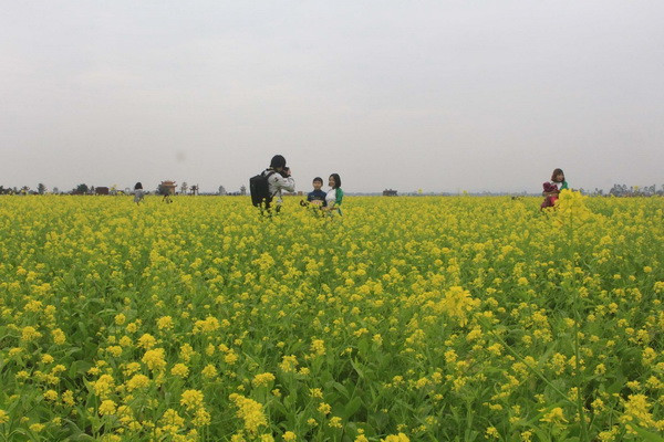 Cánh đồng hoa cải vàng rực thu hút đông du khách tới Thanh Hóa ảnh 2