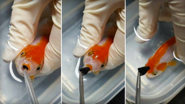Phẫu thuật cứu con cá vàng bị hóc sỏi vì tưởng nhầm là thức ăn ảnh 1