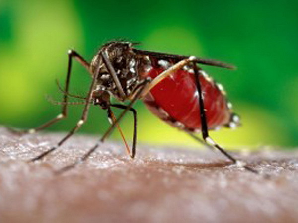 Muỗi cái Aedes aegypti được nghiên cứu tại Trung tâm kiểm soát dịch bệnh Mỹ. (Nguồn: Bloomberg/TTXVN) Phát hiện một loạt hoạt chất có tác dụng kháng virus Zika ảnh 1