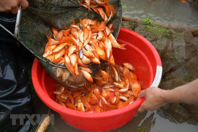 Làng cá chép Thủy Trầm thắng lớn trong lễ tiễn Táo quân về trời ảnh 1