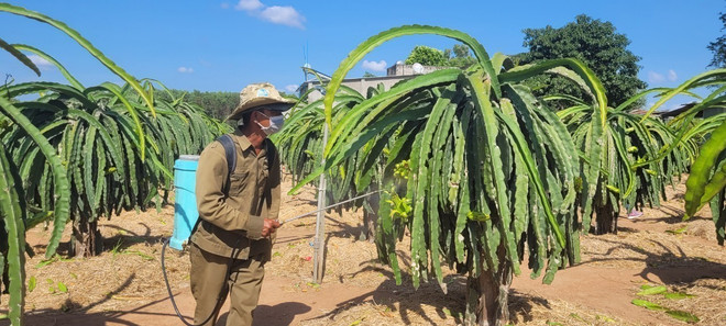 Bà Rịa-Vũng Tàu: Thanh long giá cao, nông dân phấn khởi tái đầu tư ảnh 1