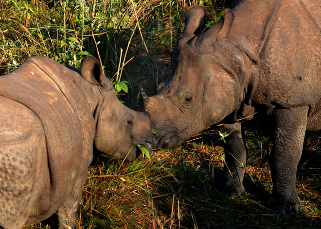 Nam Phi triển khai mặt trận chung chống nạn săn bắt trộm tê giác ảnh 1