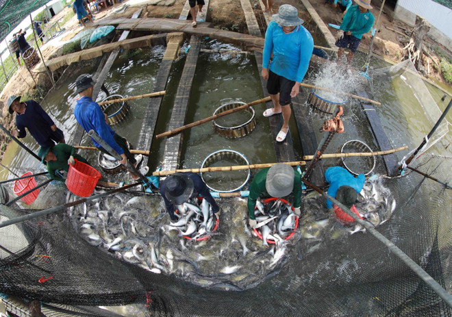 Doanh nghiệp thủy sản Việt Nam vượt khó đón cơ hội tăng trưởng ảnh 1