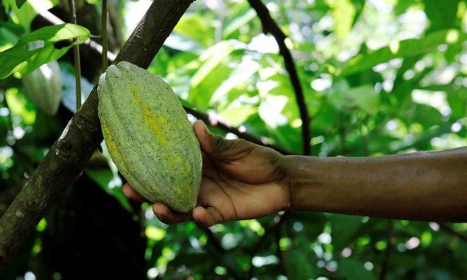 Guatemala triệt phá nguyên liệu sản xuất cocain trị giá 800 triệu USD ảnh 1