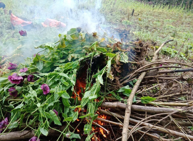 Cao Bằng: Phát hiện, phá nhổ hơn 3.000 cây thuốc phiện trồng trái phép ảnh 1