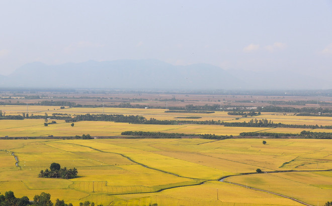 canh dong lua An giang.jpg
