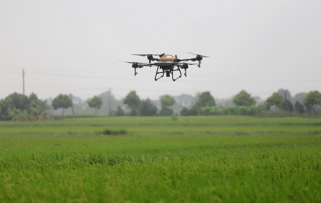 dat trong lua Thai Binh.jpg