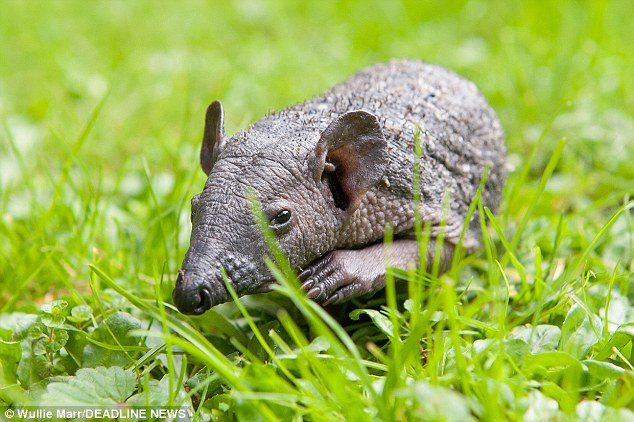 Con nhím kỳ lạ với cơ thể "trần trụi" không thể trở về tự nhiên ảnh 1