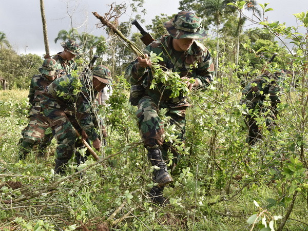 Hàng chục nghìn hộ gia đình Colombia tự nguyện bỏ cây coca ảnh 1