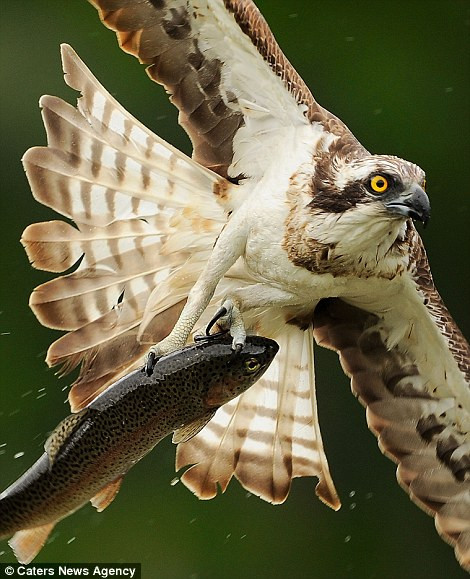 [Photo] Màn săn mồi nhanh như cắt của con chim ưng biển ảnh 4