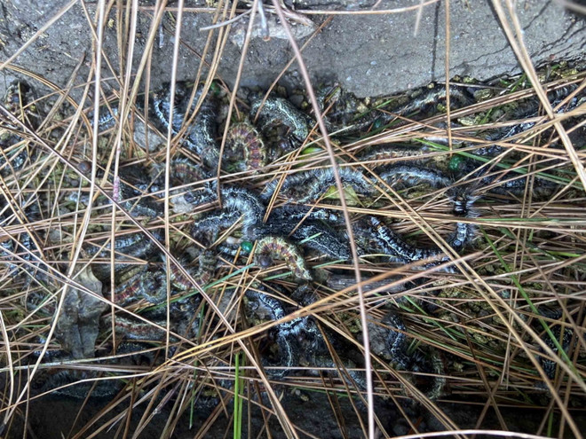 Sâu róm phá hoại hàng nghìn ha rừng thông tại tỉnh Hà Tĩnh ảnh 1