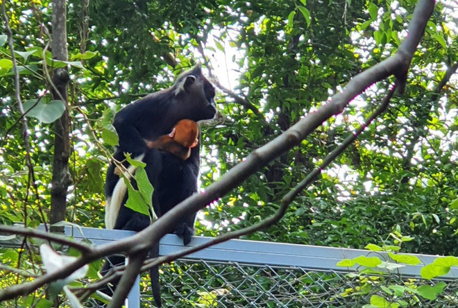 Ninh Bình: Cá thể voọc đặc hữu quý hiếm được sinh sản tại Tràng An ảnh 1