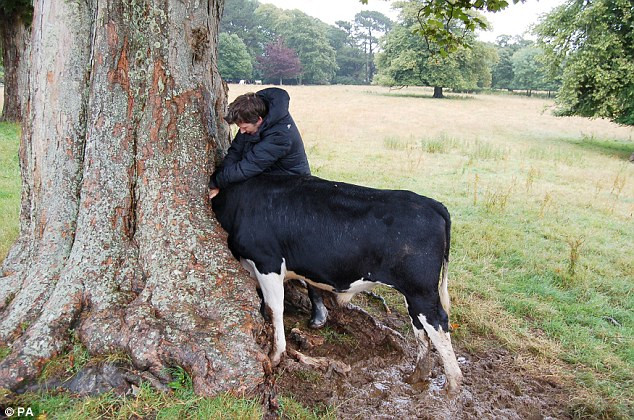 Chú bò bị mắc kẹt đầu trong thân cây vì mải tìm kiếm thức ăn ảnh 1