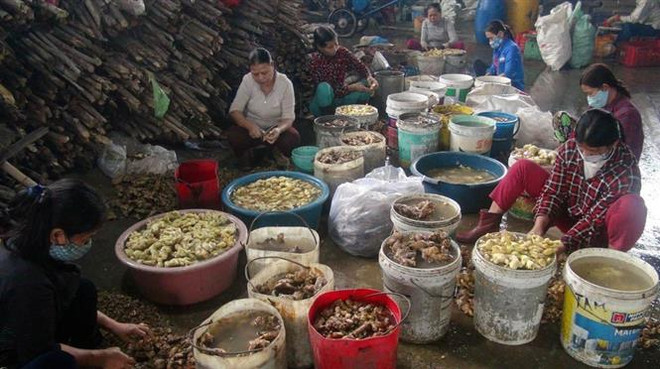 Mứt gừng Mỹ Chánh thơm cay nồng ấm xua tan hơi lạnh mùa Đông ảnh 4