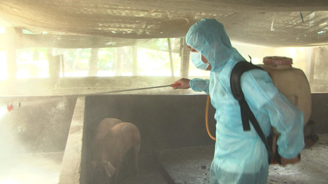 Kiểm soát chặt, ngăn chặn các ổ dịch tả lợn châu Phi tái phát ảnh 1