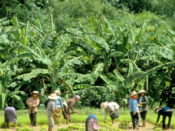 Thái Lan đẩy mạnh phát triển đô thị nông nghiệp xanh ảnh 1