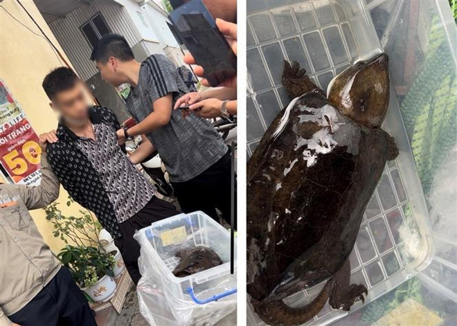 Quảng Ninh: Khởi tố đối tượng buôn bán cá thể rùa đầu to quý hiếm ảnh 1