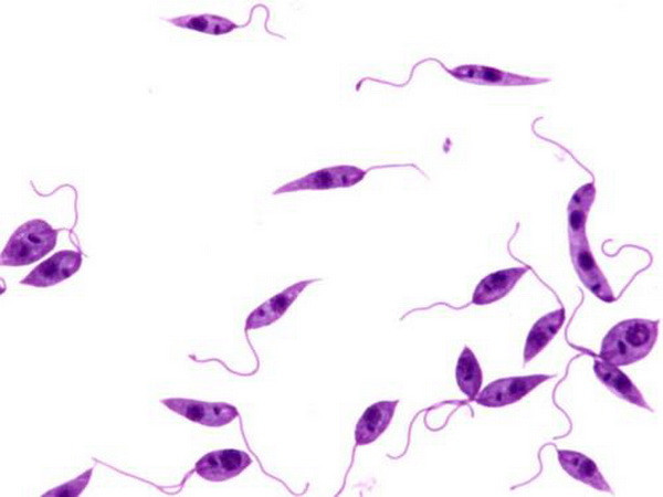 Tìm ra thuốc trị "bộ ba" bệnh nhiệt đới làm hàng vạn người chết ảnh 1