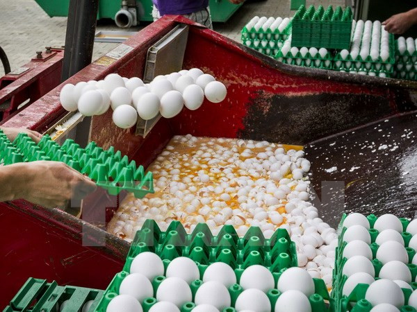 EU sẽ xem xét vụ bê bối trứng gà "bẩn" vào đầu tháng 9 tới ảnh 1