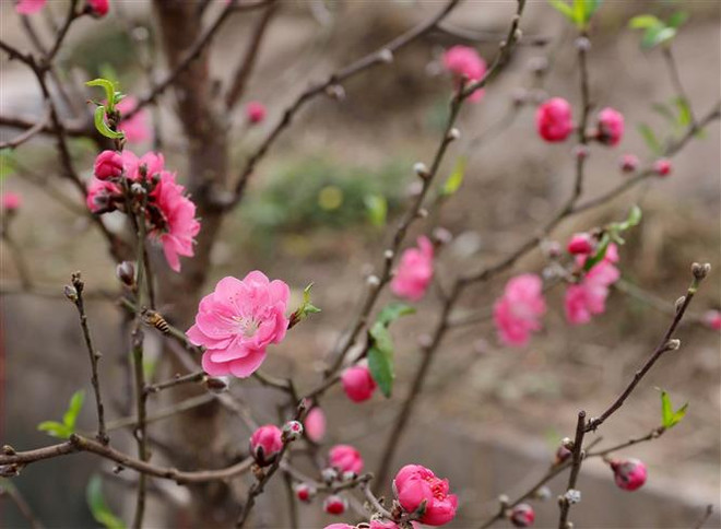 Mùng 1 Tết, Bắc Bộ và Bắc Trung Bộ rét đậm, rét hại, có nơi dưới 3 độ ảnh 1