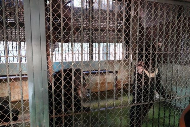 Cứu hộ 4 cá thể gấu cuối cùng tại Rạp xiếc Trung ương Hà Nội ảnh 3