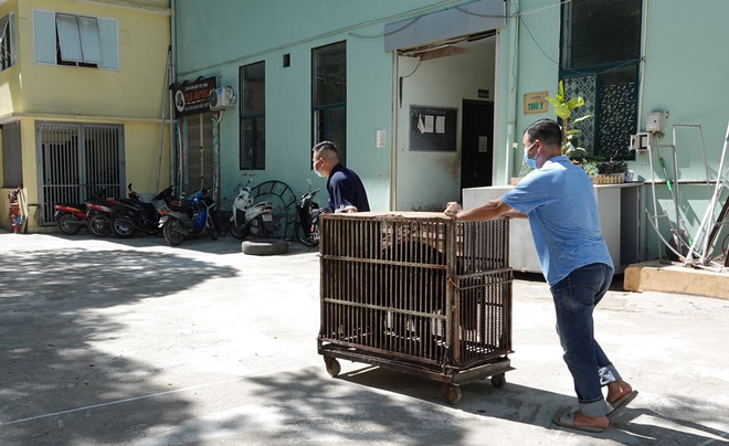 Cứu hộ 4 cá thể gấu cuối cùng tại Rạp xiếc Trung ương Hà Nội ảnh 11