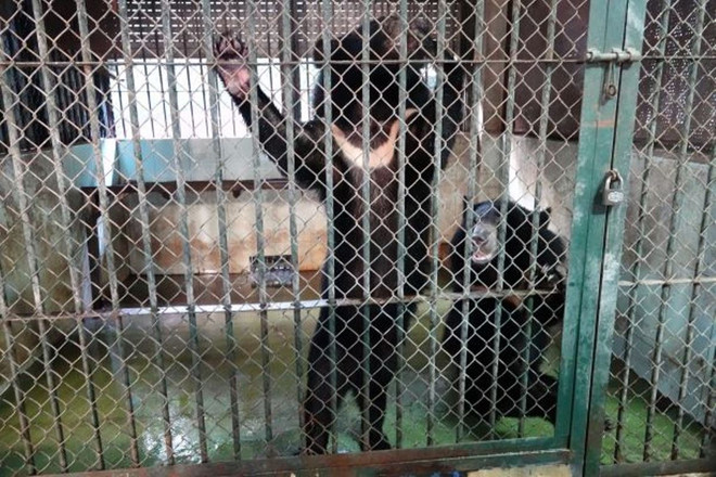 Cứu hộ 4 cá thể gấu cuối cùng tại Rạp xiếc Trung ương Hà Nội ảnh 4