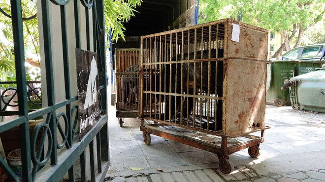 Cứu hộ 4 cá thể gấu cuối cùng tại Rạp xiếc Trung ương Hà Nội ảnh 9