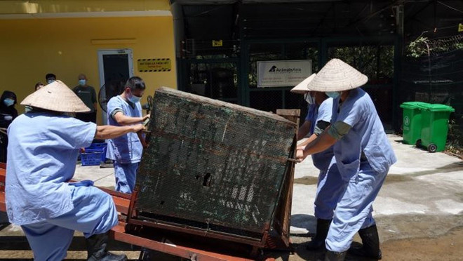 Cứu hộ 4 cá thể gấu cuối cùng tại Rạp xiếc Trung ương Hà Nội ảnh 10