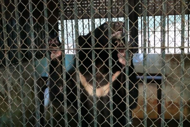 Cứu hộ 4 cá thể gấu cuối cùng tại Rạp xiếc Trung ương Hà Nội ảnh 5
