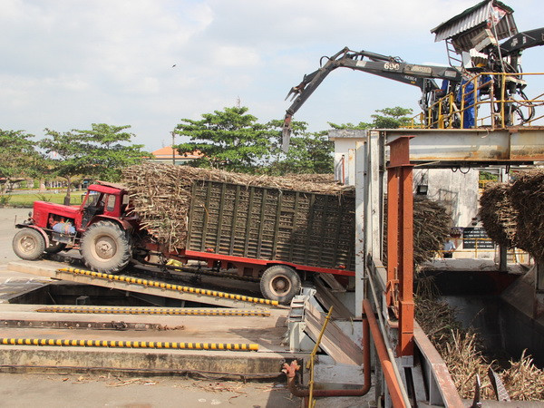 Nhập mía nguyên liệu vào nhà máy. (Ảnh: Lê Đức Hoảnh/TTXVN) Doanh nghiệp Tây Ninh đầu tư 300 tỷ đồng trồng mía ở Campuchia ảnh 1