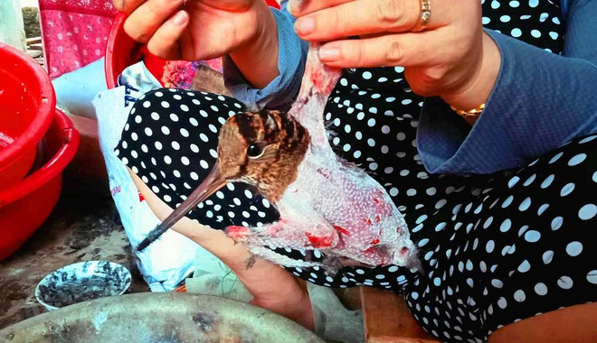 Nghiêm cấm buôn bán động vật hoang dã trong dịp nghỉ Tết Nguyên đán ảnh 1