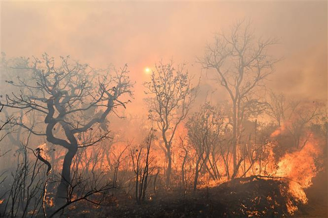 Cháy rừng dữ dội tại Brasilia, Brazil. (Ảnh: AFP/TTXVN) Tổng thống Brazil: Cháy rừng Amazon là 'vấn đề nội bộ' của khu vực ảnh 1