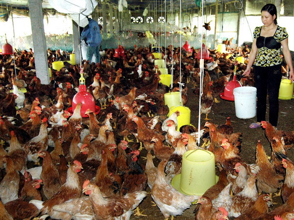 (Ảnh minh họa: Lan Xuân/TTXVN) Tây Ninh xuất sang Campuchia 10.000 con gà sạch mỗi ngày ảnh 1