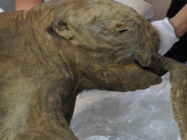 Lyuba là một con voi mamút cái mới 1 tháng tuổi, có chiều cao 130cm và nặng 50 kg. (Nguồn: AFP) Độc đáo triển lãm voi mamút tại Bảo tàng Lịch sử London ảnh 1