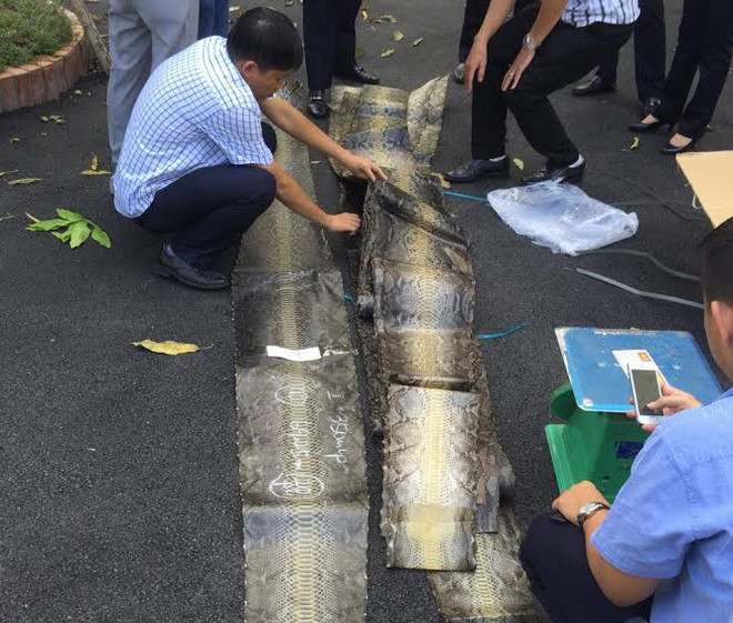 Phát hiện 1000 tấm da trăn khô nhập lậu Sân bay Tân Sơn Nhất ảnh 1