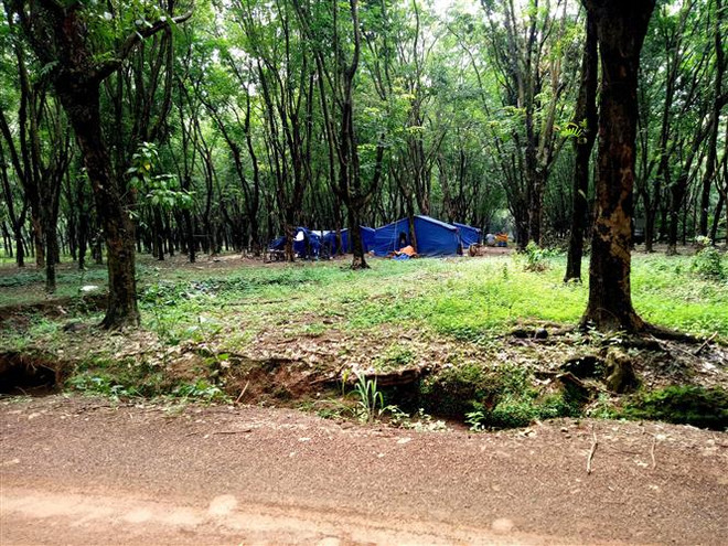 Quảng Ngãi: Vác rựa đâm chém chết người vì tranh chấp 90 cây keo ảnh 1