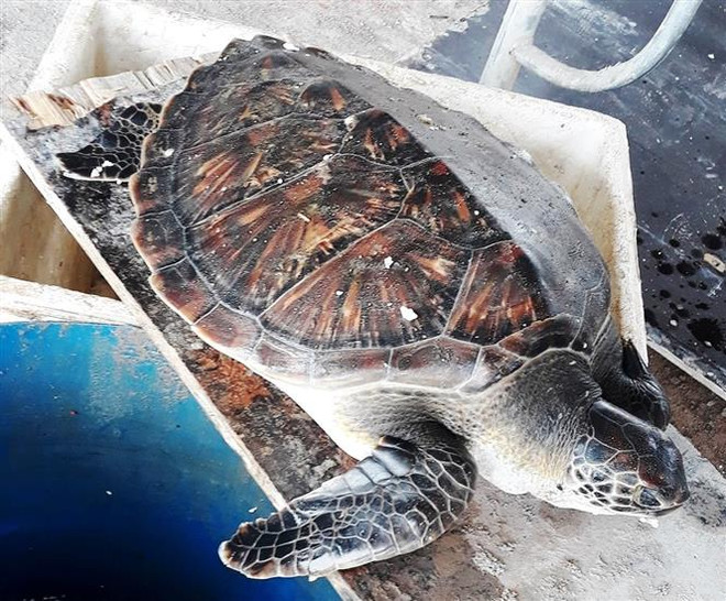 Giải cứu một con vích quý hiếm bị mắc cạn trở về biển an toàn ảnh 1