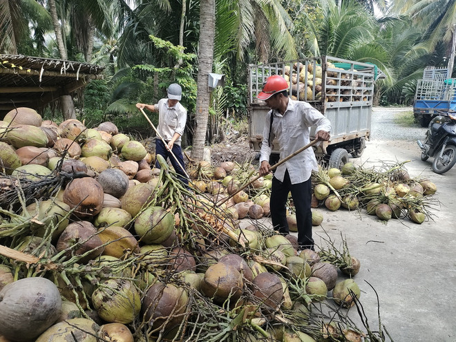 ttxvn_thu hoach dua ben tre.jpg