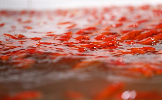 Đại sứ Hoa Kỳ Daniel J. Kritenbrink thả cá chép tiễn Táo quân ảnh 1