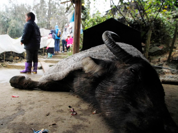 Hơn 12.300 gia súc bị chết sau đợt rét đậm, rét hại ở miền Bắc ảnh 1