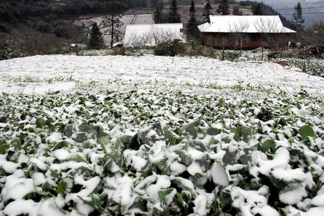 Hỗ trợ người dân khôi phục sản xuất sau đợt rét đậm, rét hại ảnh 1