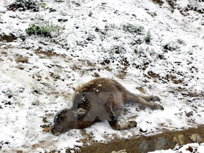 Sự kiện trong nước tuần 25-31/1: Tổng Bí thư Nguyễn Phú Trọng tái cử ảnh 10