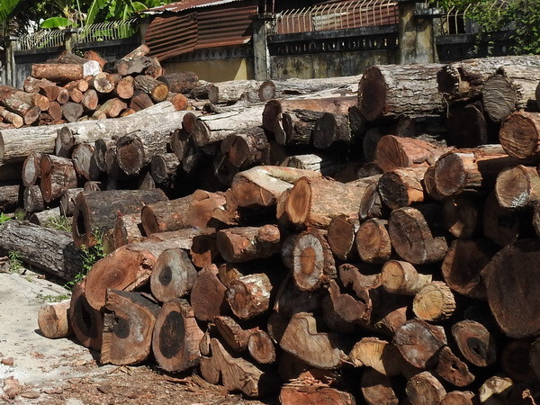 Xe chở gỗ lậu "bỏ của chạy lấy người" khi bị kiểm lâm phát hiện ảnh 1