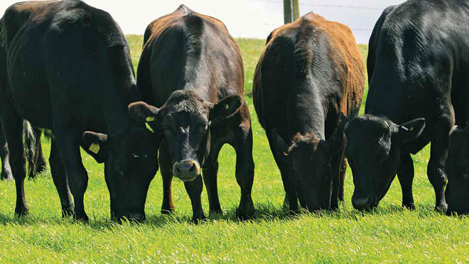 (Nguồn: fwi.co.uk) Nhật Bản ban hành luật bảo vệ vật liệu di truyền của giống bò wagyu ảnh 1