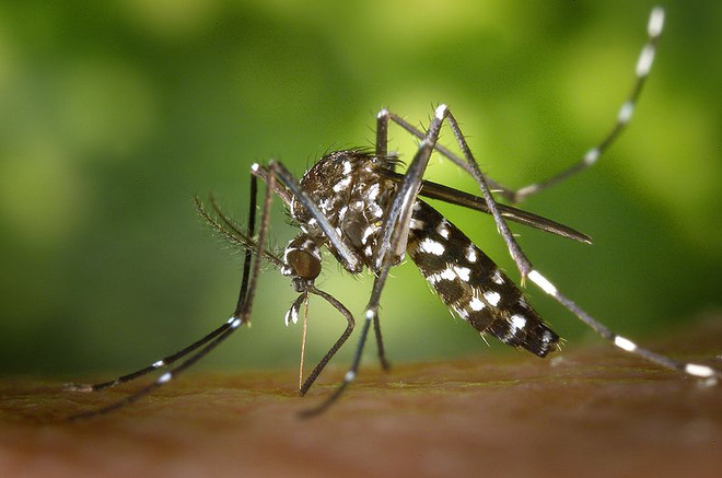Bệnh sốt chikungunya do muỗi Aedes (muỗi vằn) truyền bệnh. (Nguồn: wikipedia) Đột phá trong nghiên cứu vaccine ngừa bệnh chikungunya sau 5 thập kỷ ảnh 1