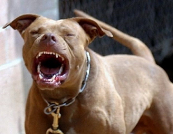 Chó pitbull hung dữ cắn chết một bé trai 6 tuổi ngay tại chỗ ảnh 1